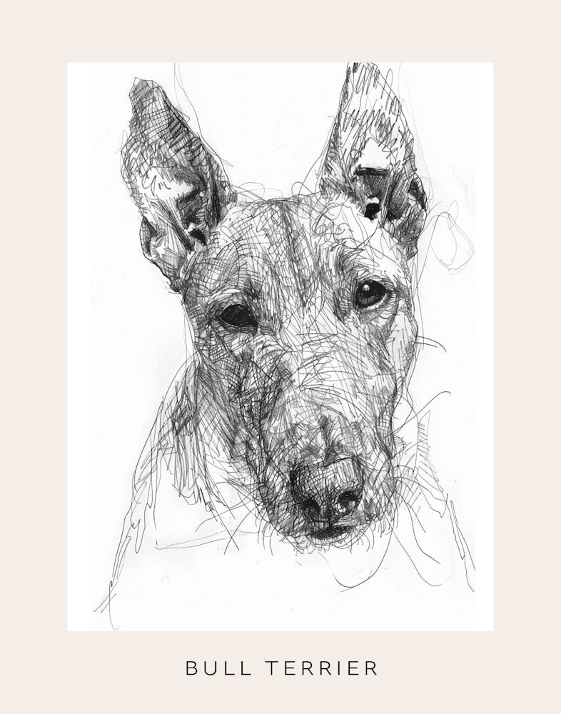 Bull Terrier Dog Line Sketch 1 Poster