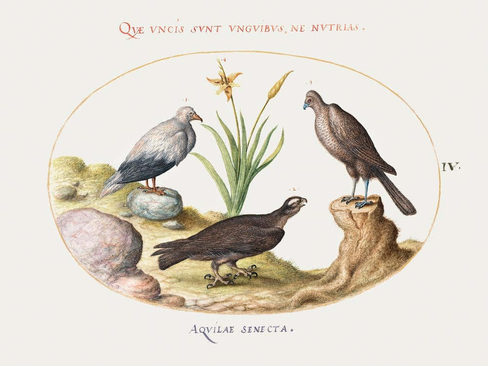 Egyptian Vulture And Two Eagles (1575–1580), Joris Hoefnagel