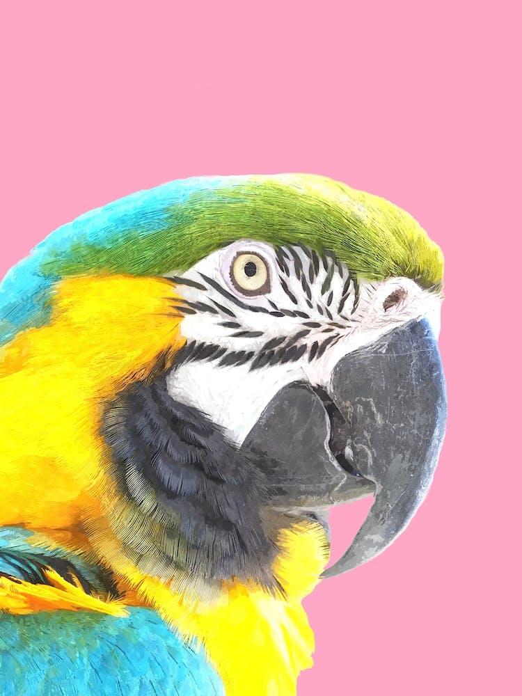 Tropical Animal Macaw