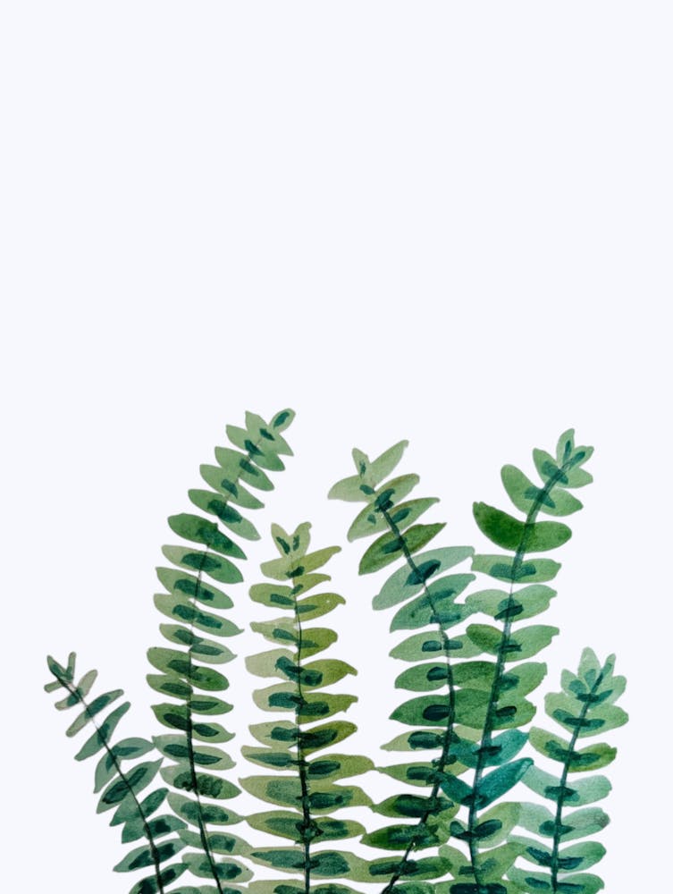Green Foliage Houseplant Botanical Illustration Watercolour