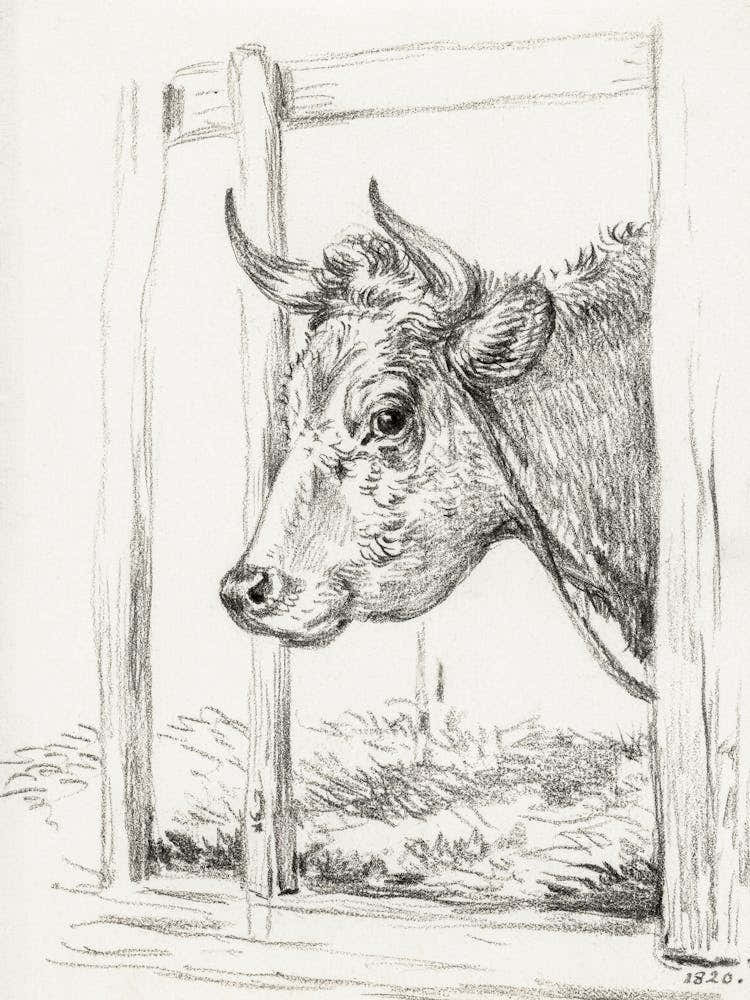 Head Of A Cow (1820), Jean Bernard