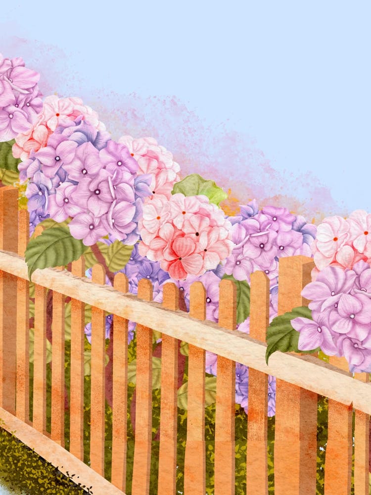 Hydrangeas 1
