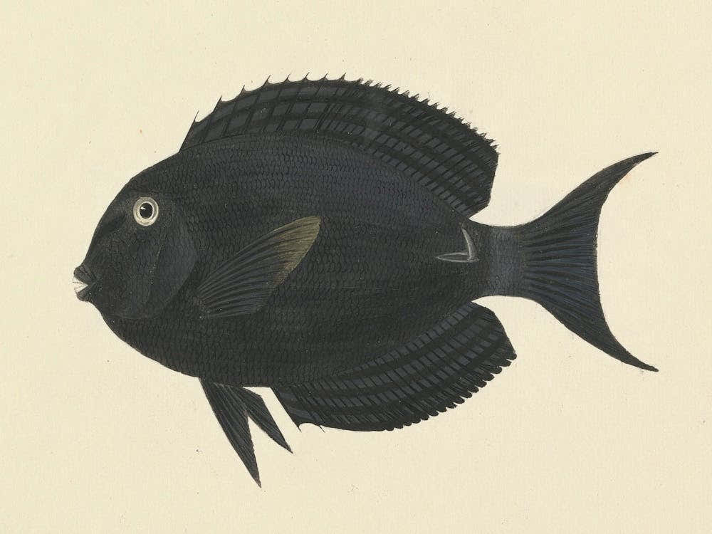 Unidentified Fish, Luigi Balugani 2
