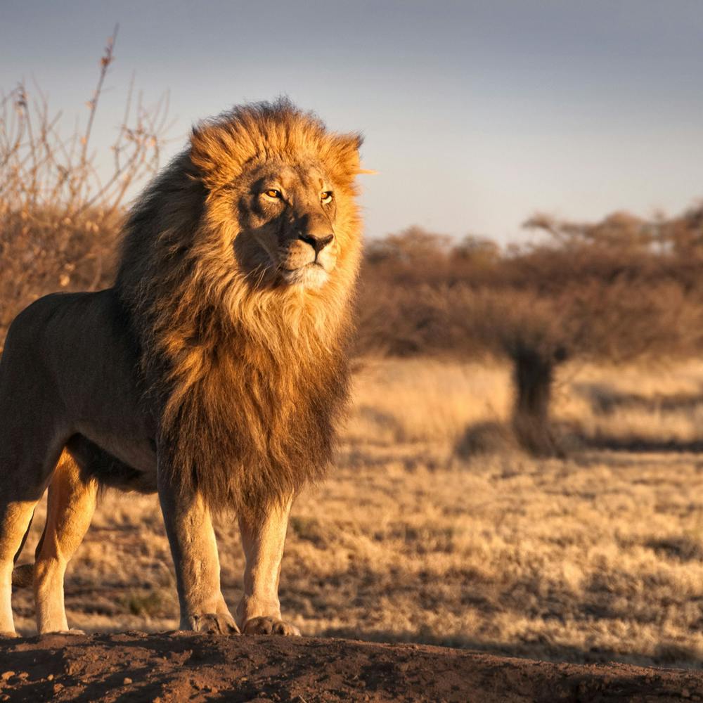 Lion In The Savannah