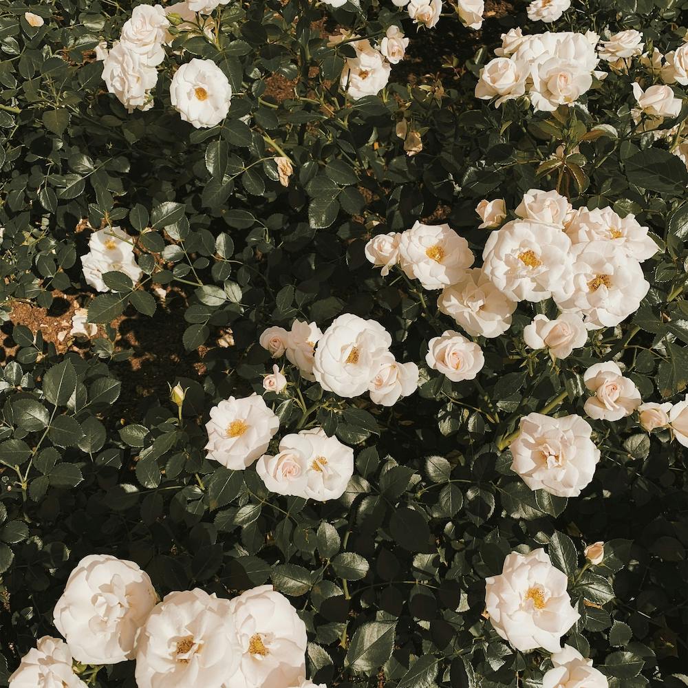 White Rose Bush Square