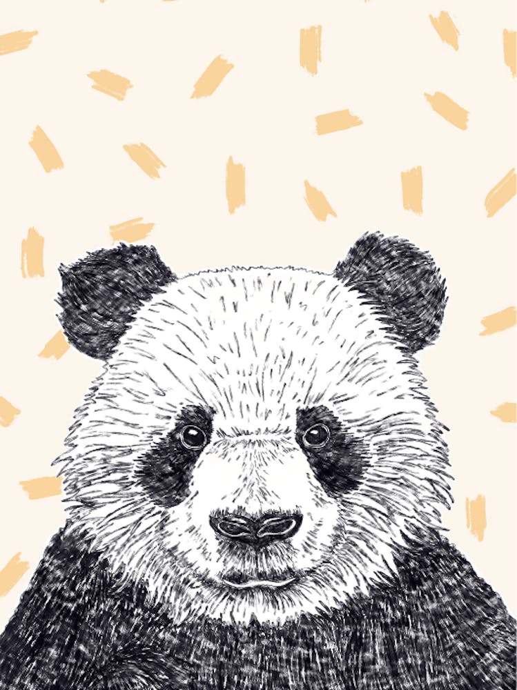 Panda Bear