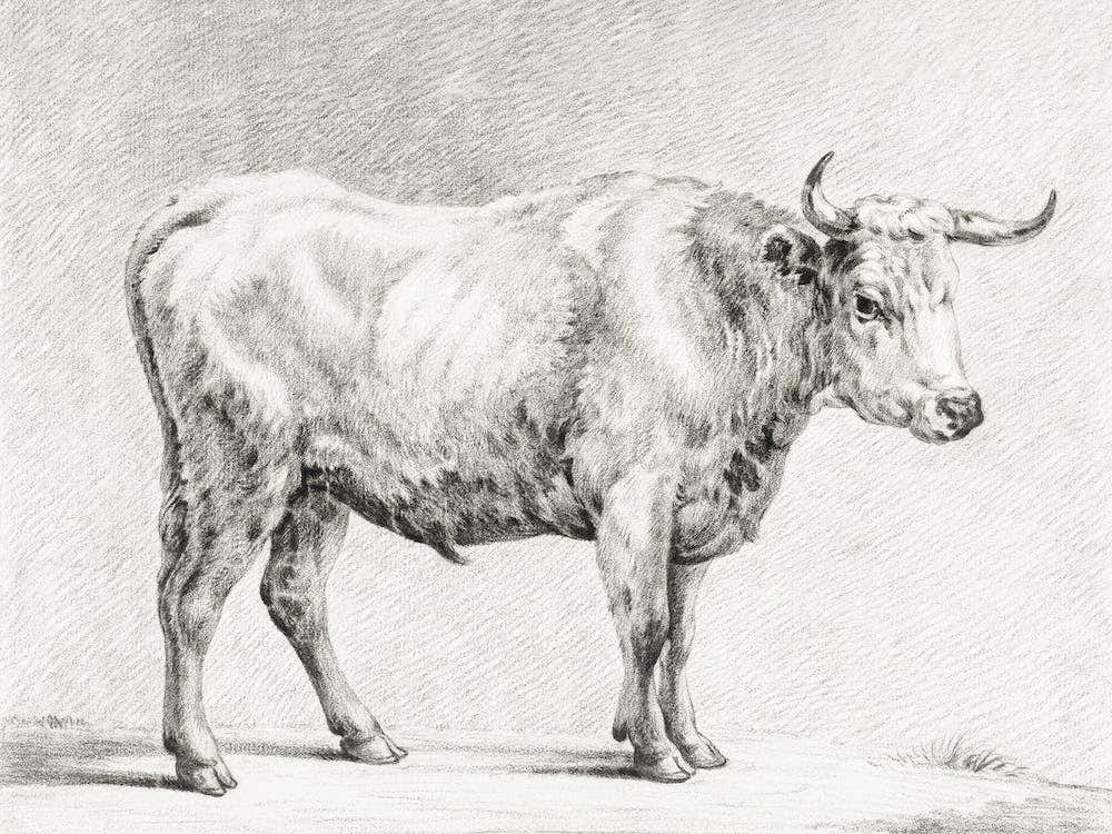 Standing Bull 4, Jean Bernard
