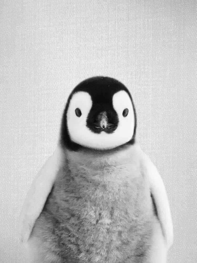 Baby Penguin - Black & White