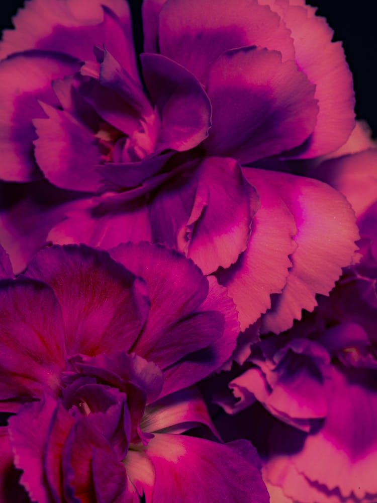 Carnations
