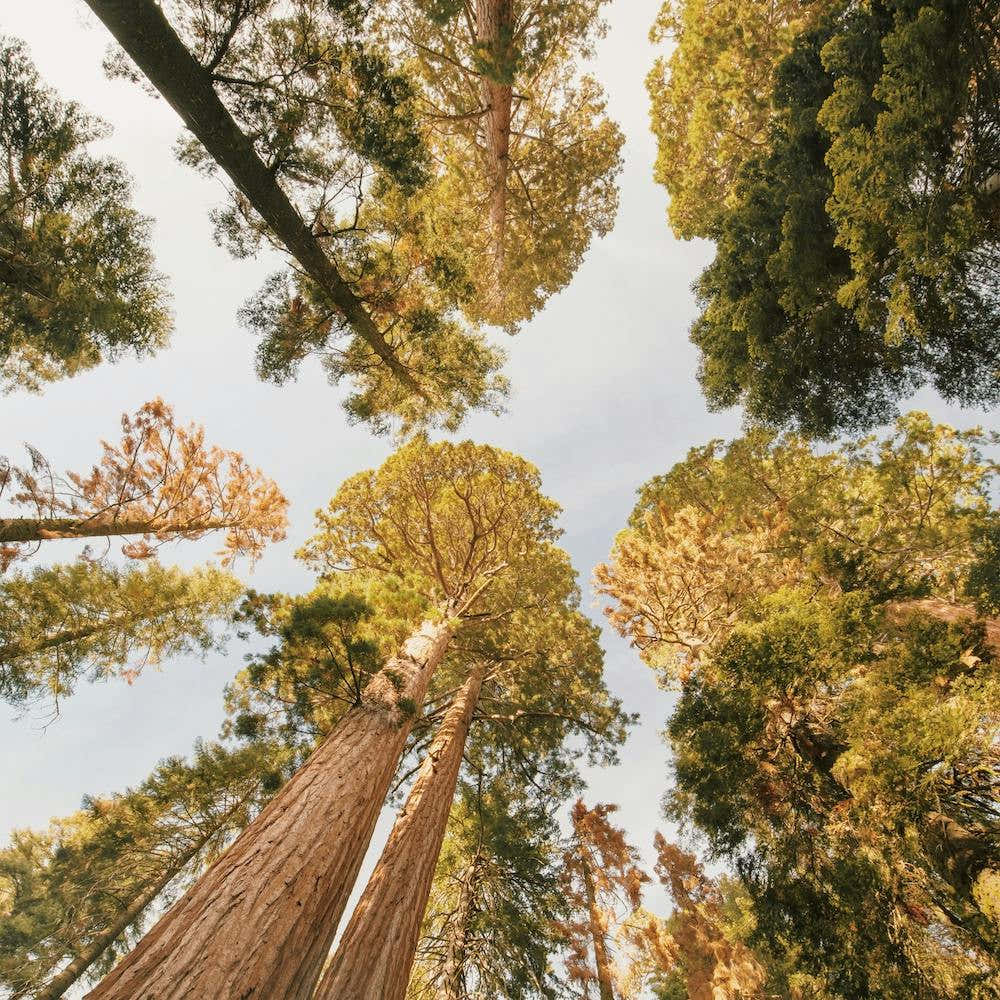 Redwood Tree Canopy
