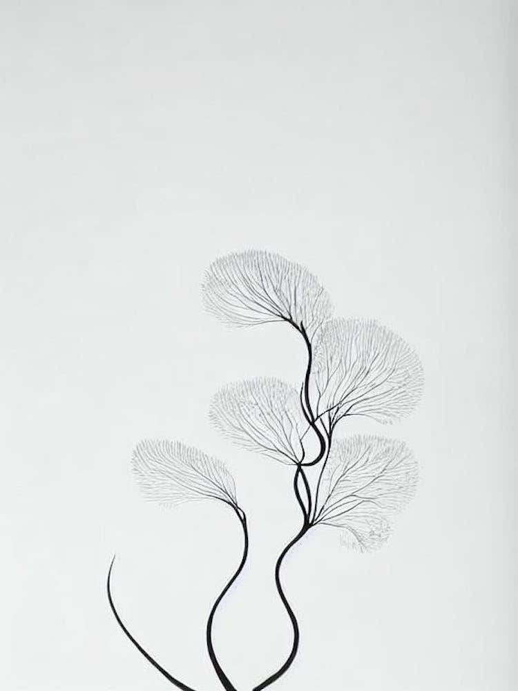Leafy Sea Dragon Black & White Drawing
