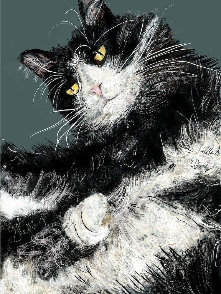 Jeffery The Black And White Cat