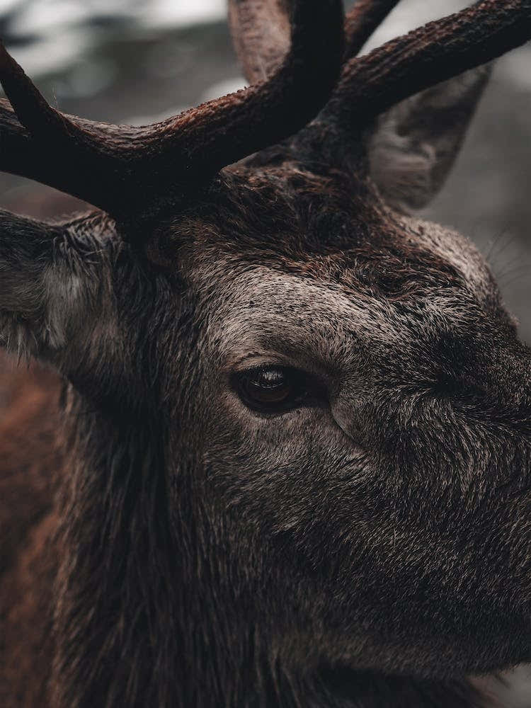 Modern Elk