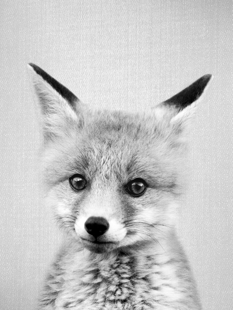 Baby Fox - Black & White