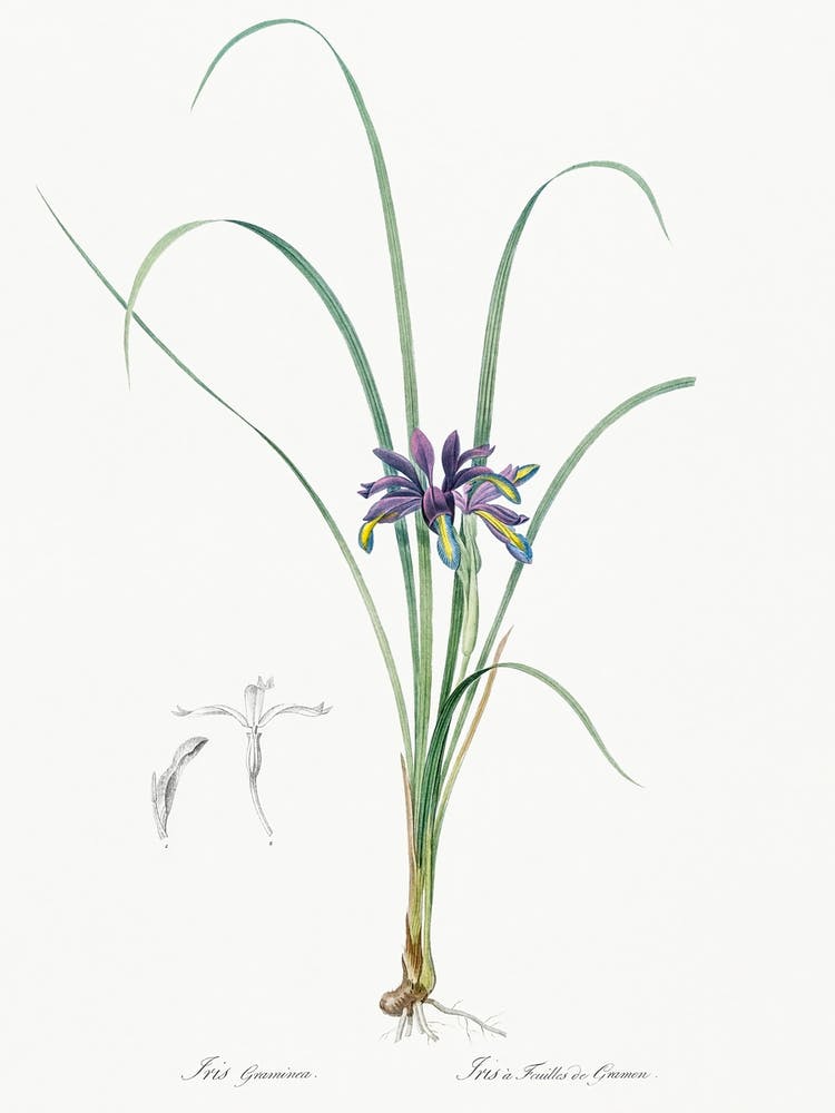 Grass Leaved Iris Illustration From Les Liliacées (1805), Pierre Joseph Redoute