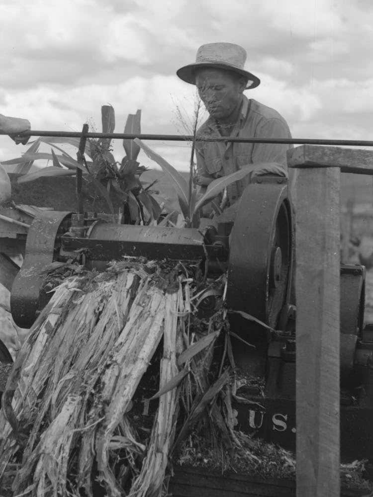 Mormon Farmer Extracting Juice From Cane, Ivins, Washington County, Utah By Russell Lee