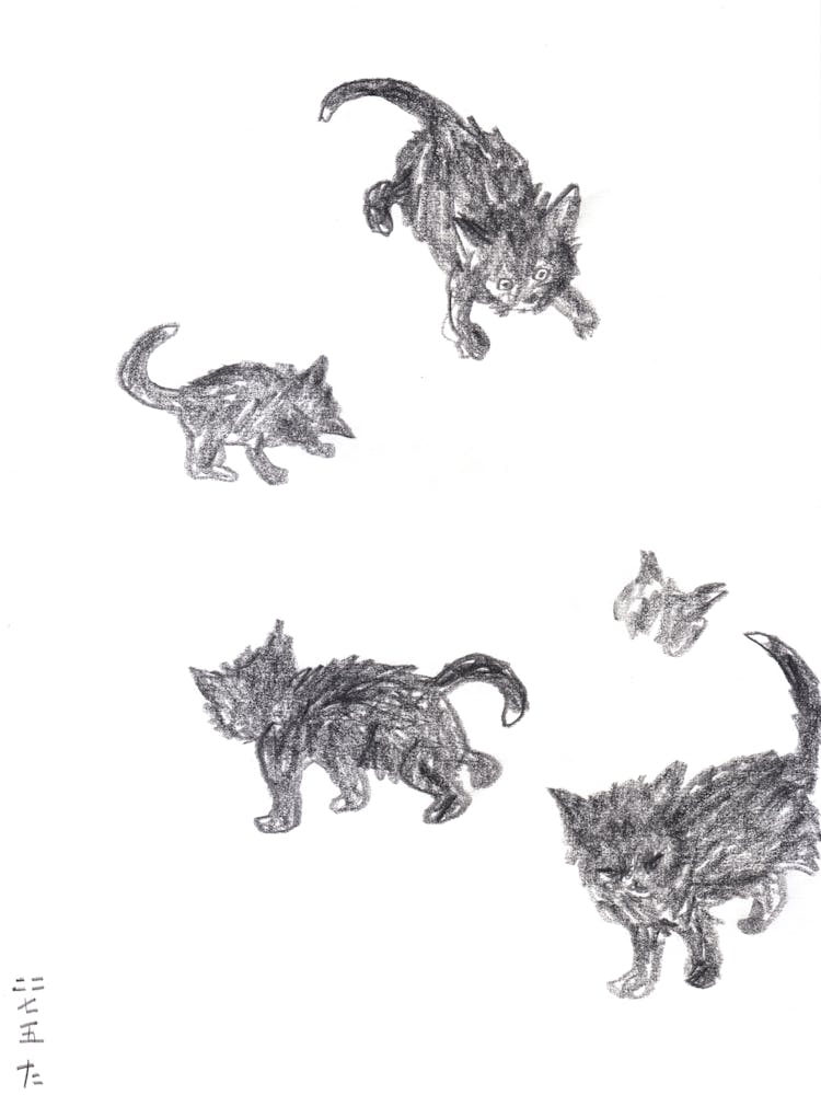 Black Kitten