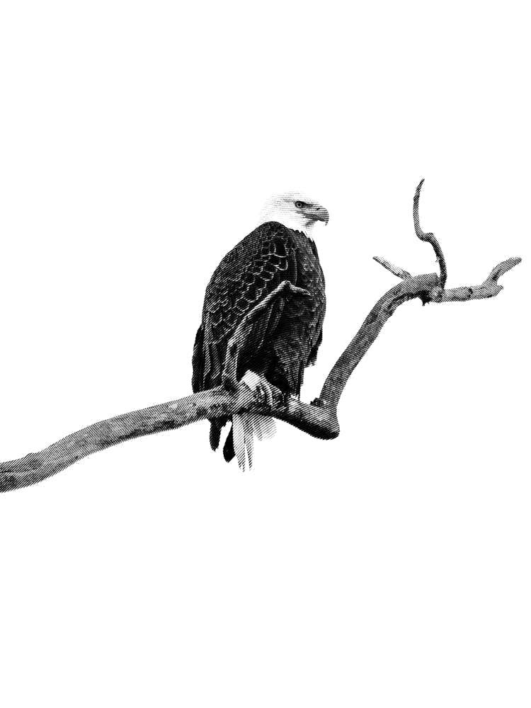 Bald Eagle Black And White