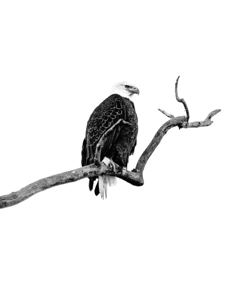 Bald Eagle Black And White