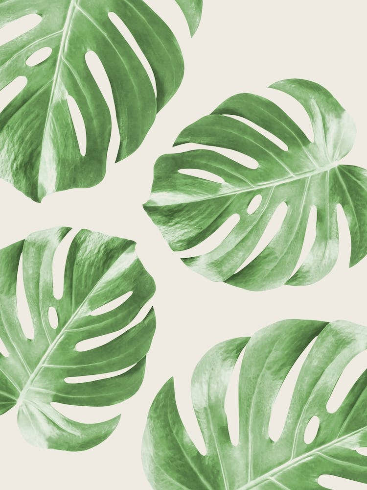 Monstera Leaves