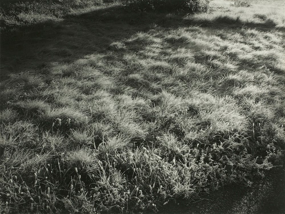 Grass And Frost (1934), Alfred Stieglitz