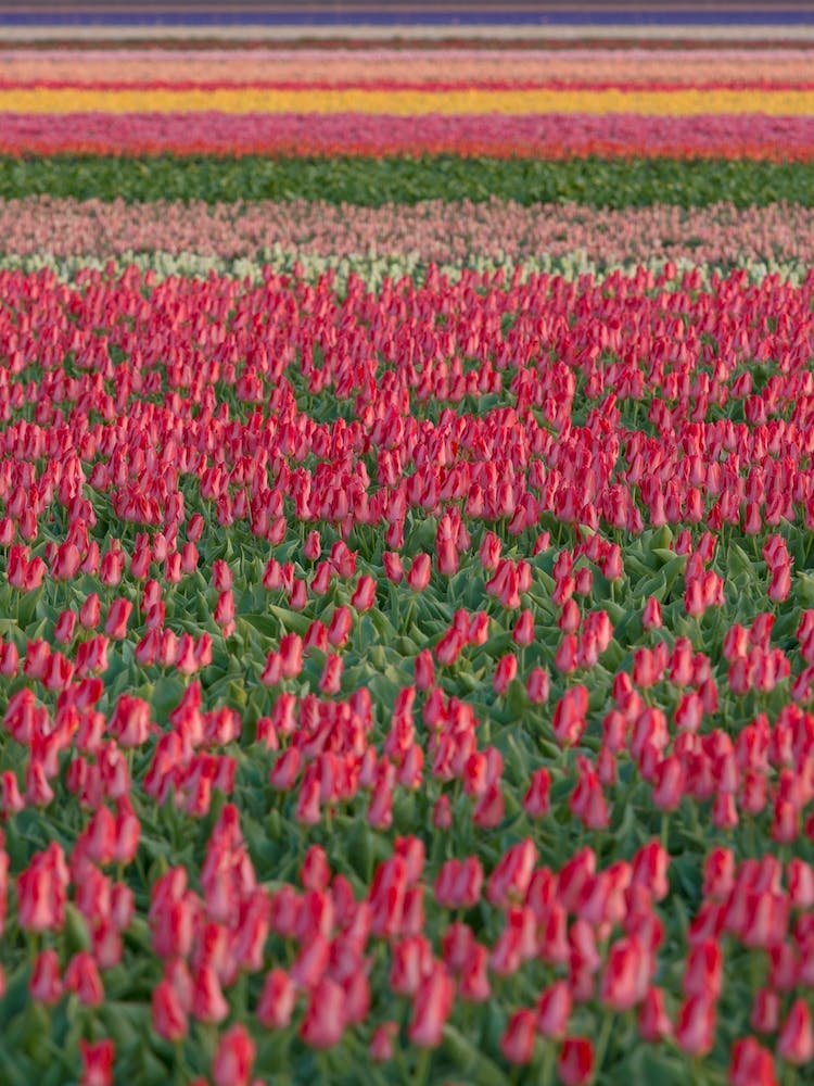 Tulip Field 01