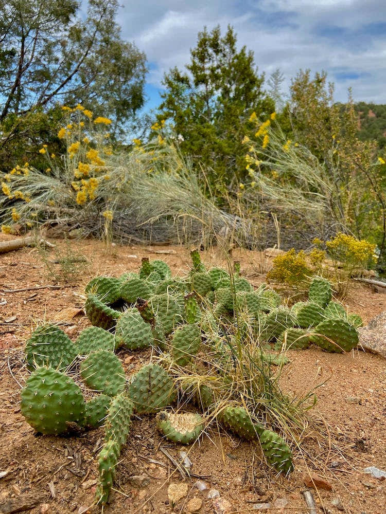Cactus, Santa Fe, New Mexico
