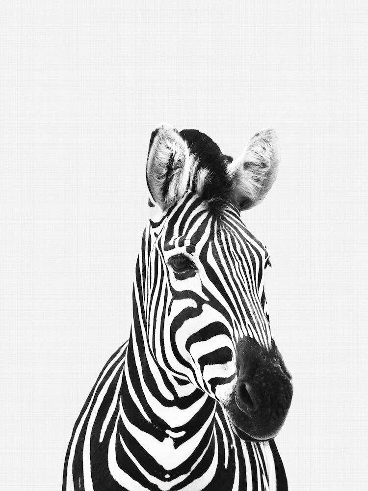 Zebra Portrait