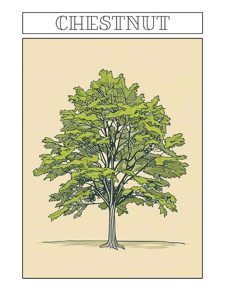 Chestnut Tree Minimalistic Drawing 4 Poster