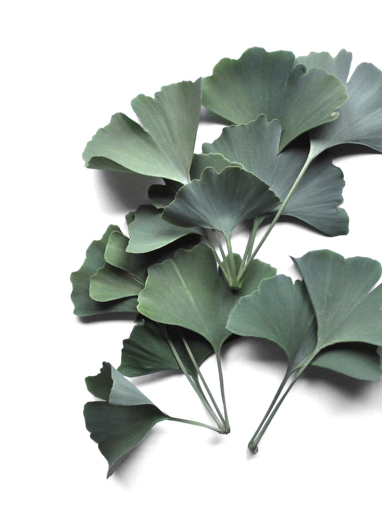 Ginkgo Biloba