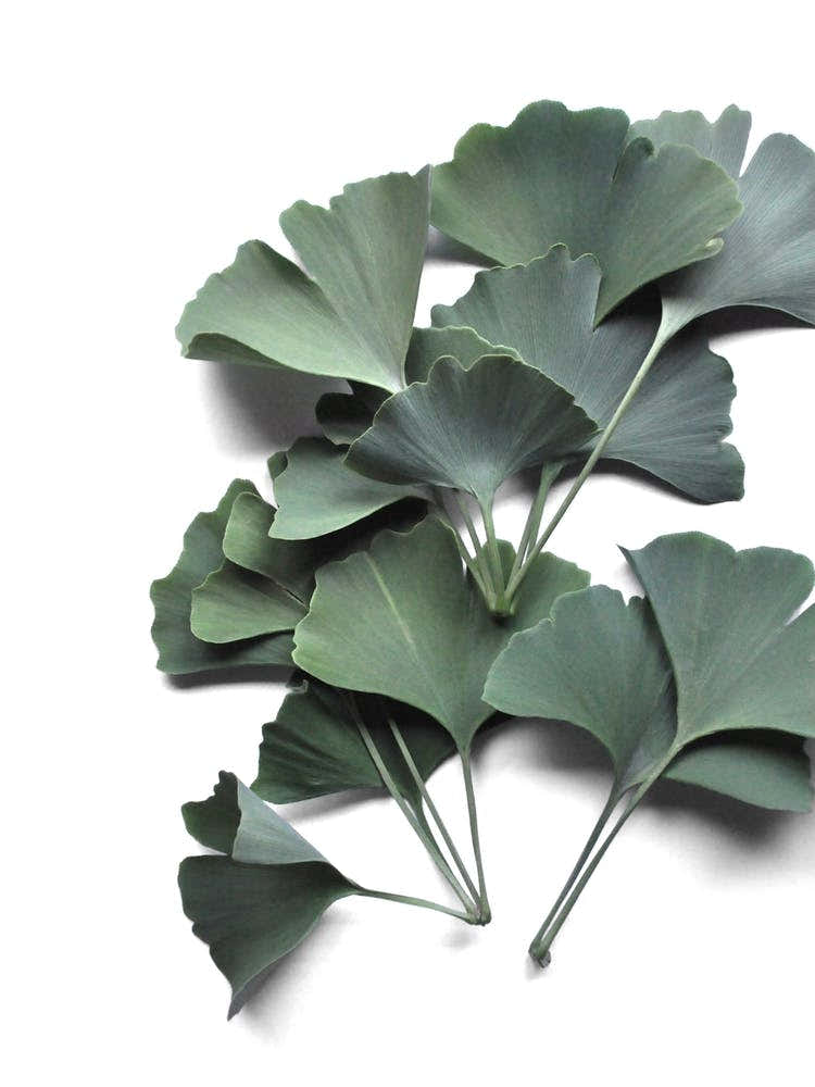 Ginkgo Biloba