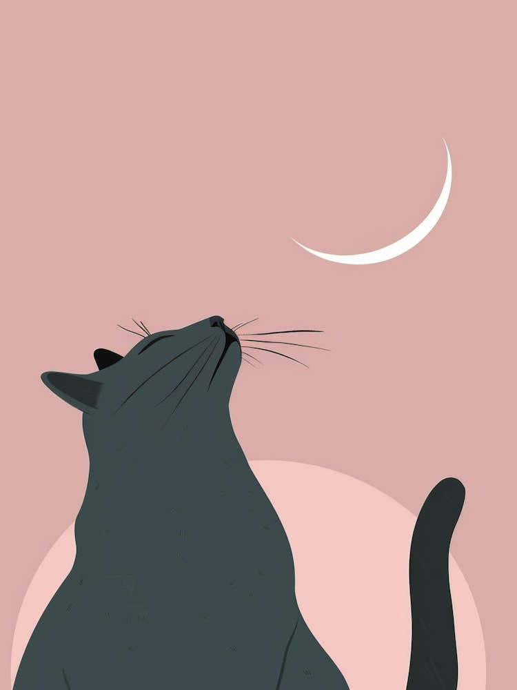 Cat In The Moonlight 6