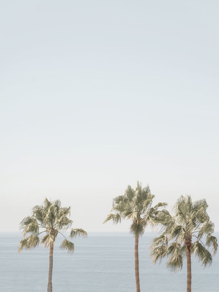 Palm Trees And Ocean