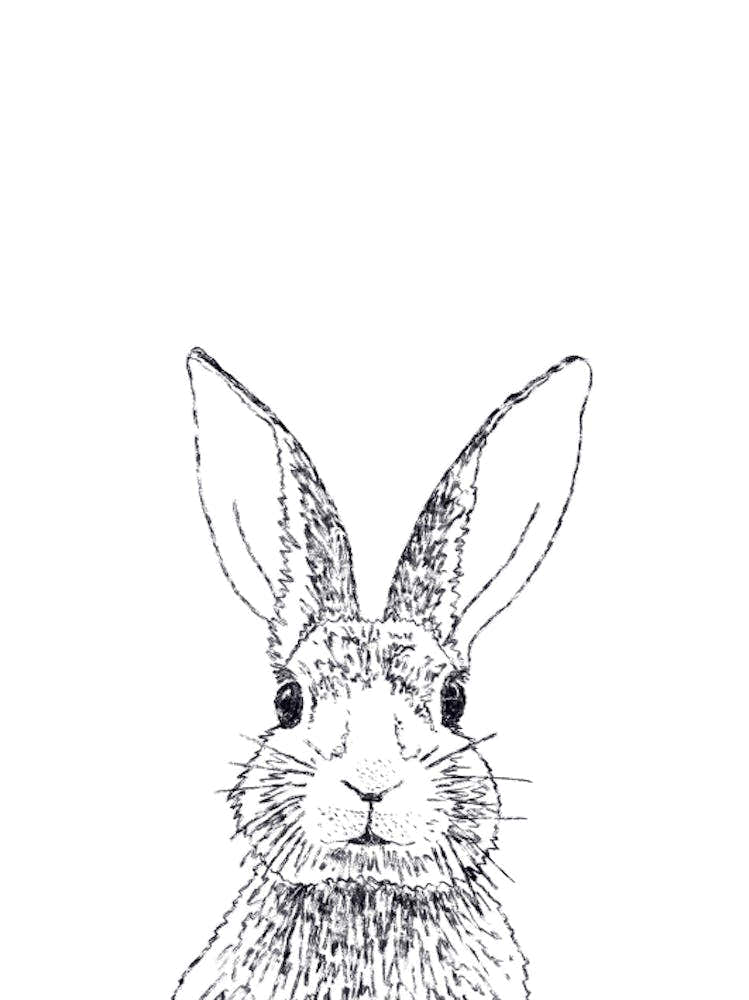 Rabbit Drawing