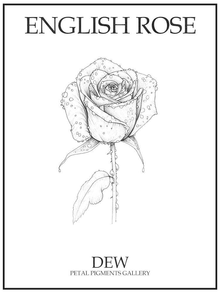 English Rose Dew Line Drawing 1 Poster