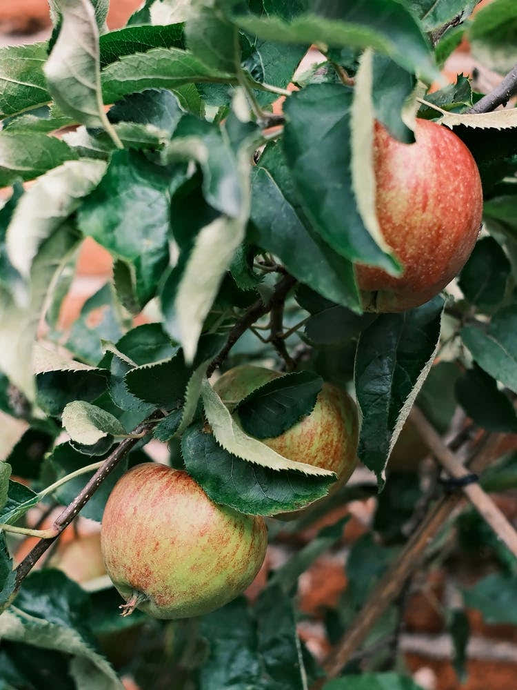 Tasty Red Apples // Nature Photography