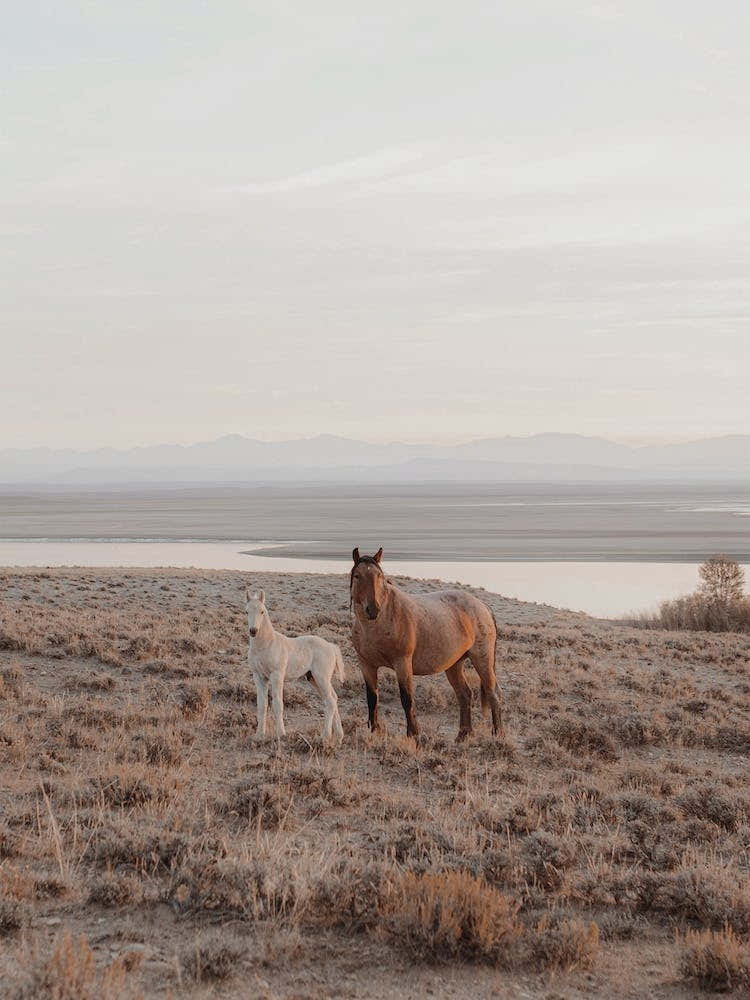 Mama And Baby Horse