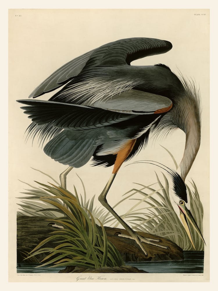 Great Blue Heron