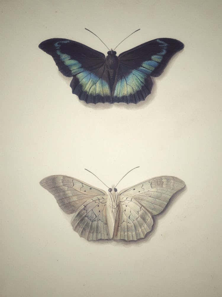 Butterfly Stock Videos & Royalty-Free Footage