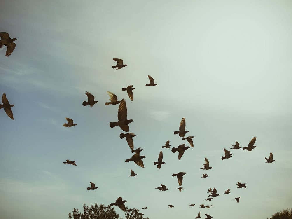 Silhouettes Of Flying Pigeons In The Skies 2