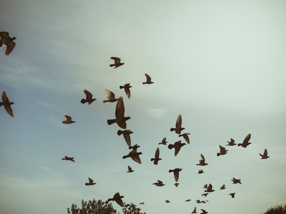 Silhouettes Of Flying Pigeons In The Skies 2