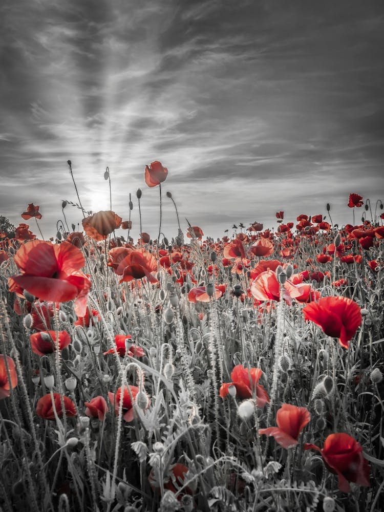 Gorgeous Sunset In A Poppy Field