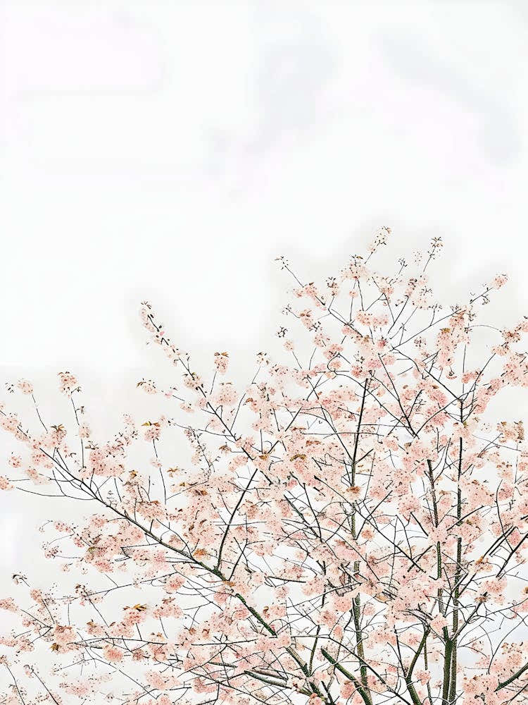 Cherry Blossoms 12