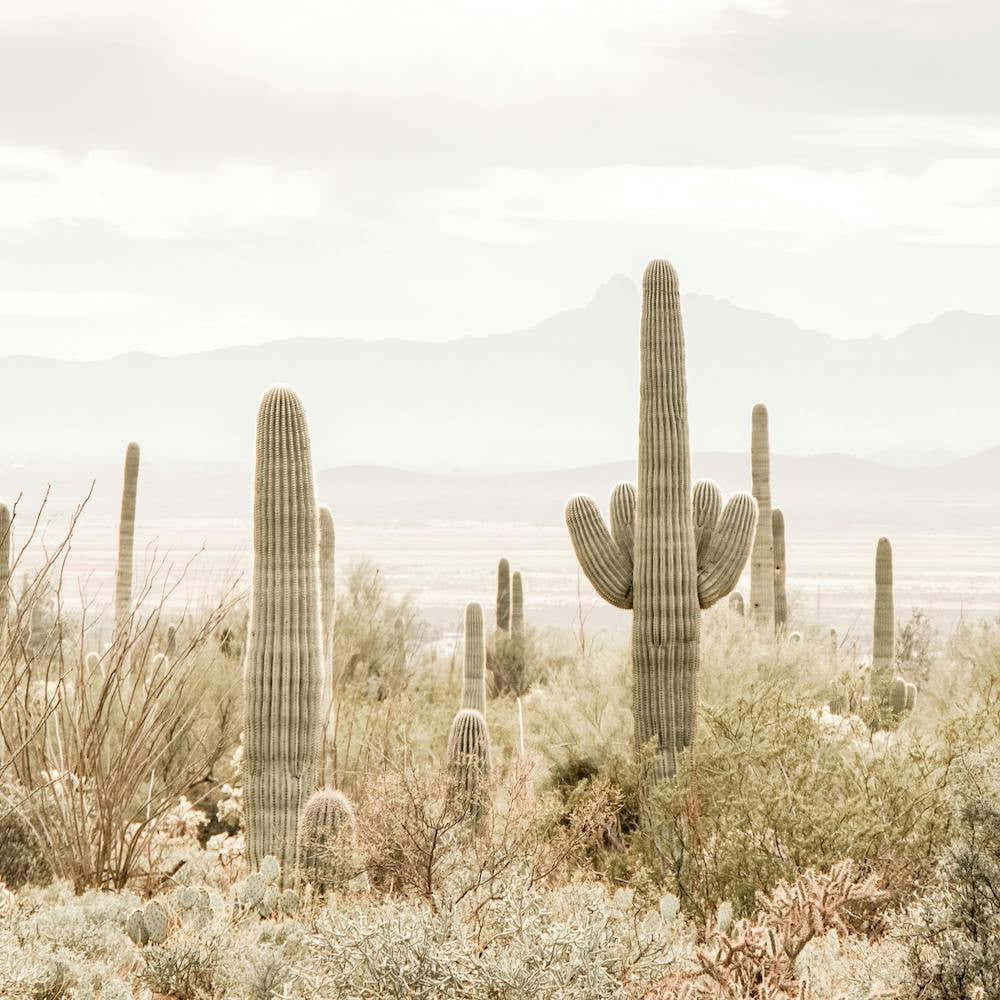 Southwest Scenery Square