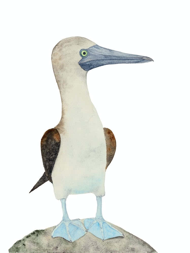 Blue Footed Booby Bird 1