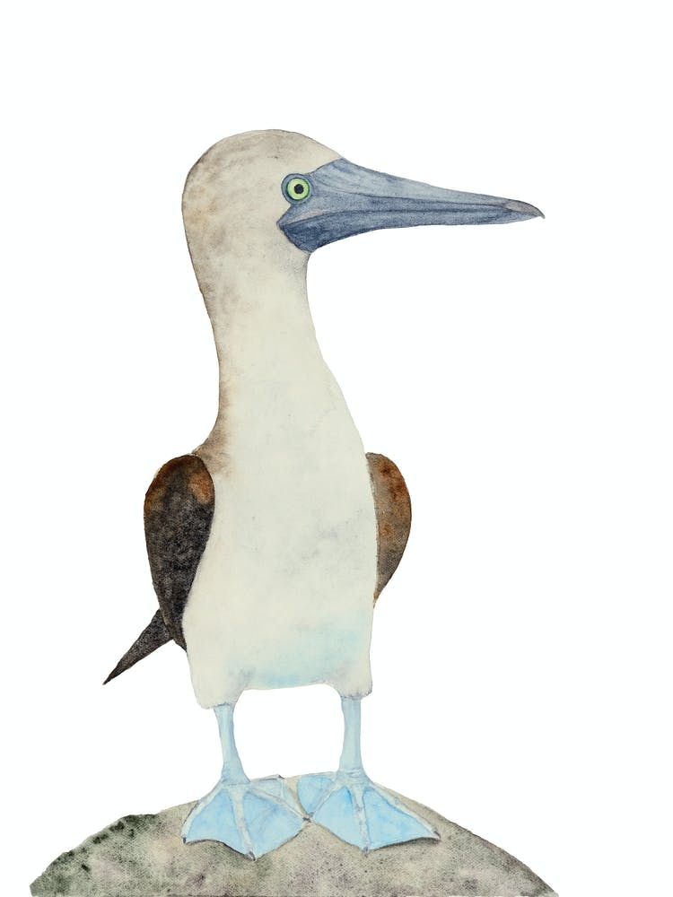 Blue Footed Booby Bird 1
