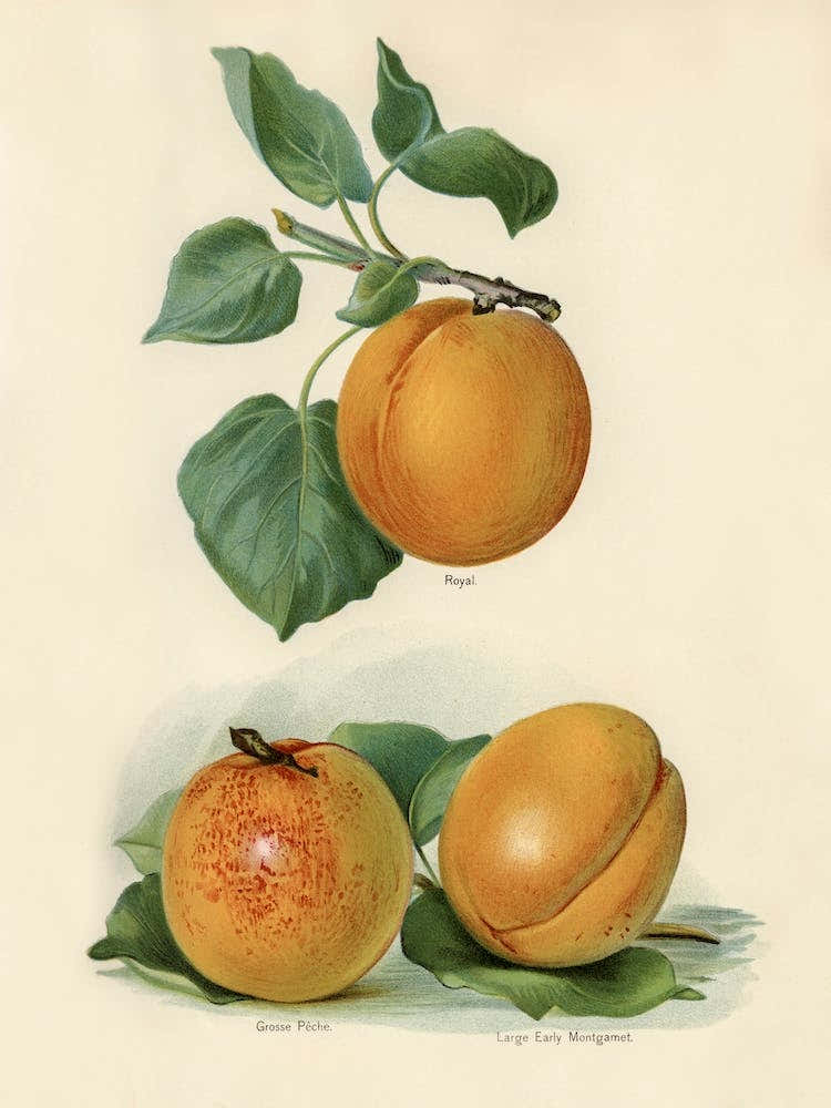 Vintage Illustration Of An Apricot, John Wright