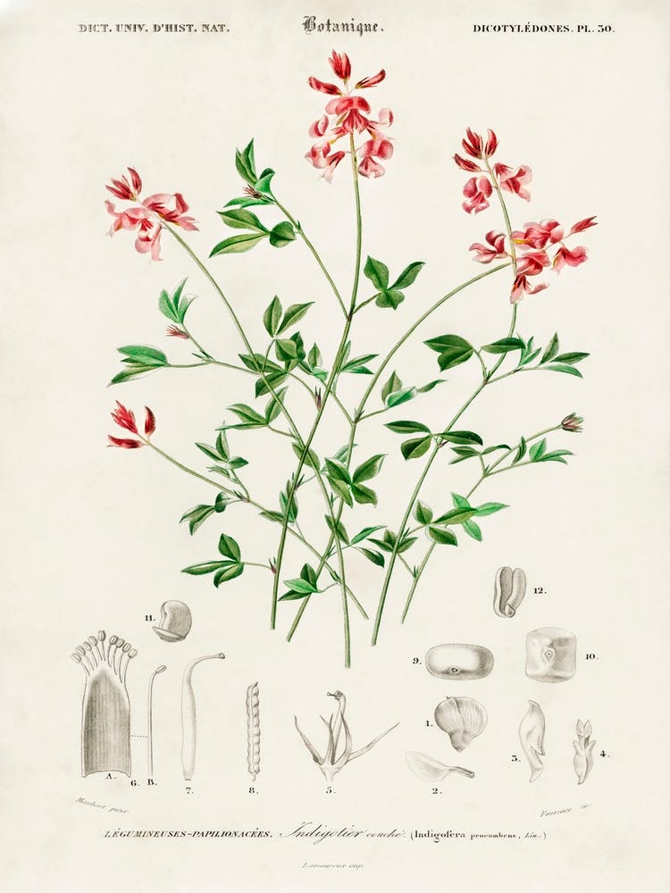 Indigofera Procumbens, Charles Dessalines D' Orbigny