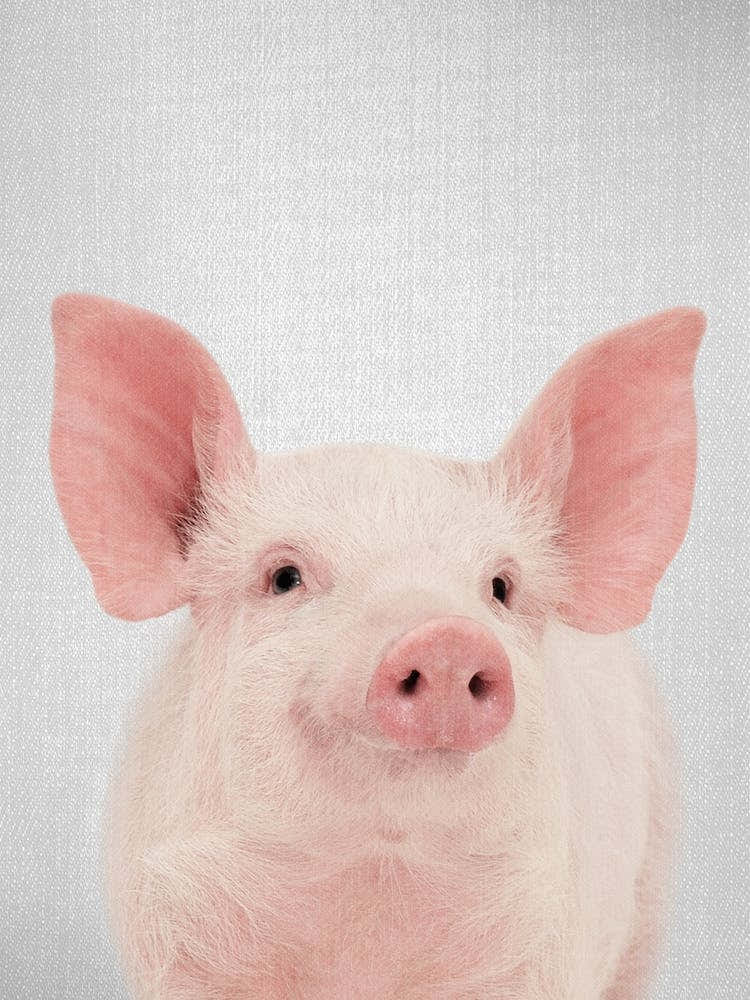 Pig