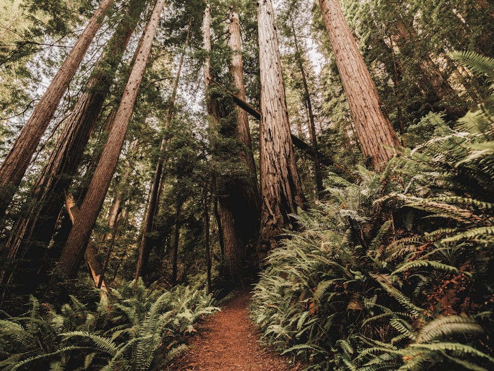 Redwood Forest Path - National Park Photography